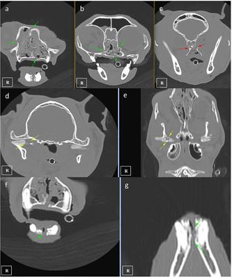 Traumatic Tympanic Bulla Fracture in a Cat With Severe Head Trauma